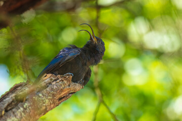 Common Scimitarbill - Rhinopomastus cyanomelas, African scimitar bill bird in Kruger national park, South Africa ;  family of Phoeniculidae