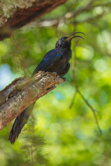 Common Scimitarbill - Rhinopomastus cyanomelas, African scimitar bill bird in Kruger national park, South Africa ;  family of Phoeniculidae