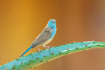 Blue-breasted Cordonbleu in Kruger National park, South Africa ; Specie Uraeginthus angolensis family of Estrildidae