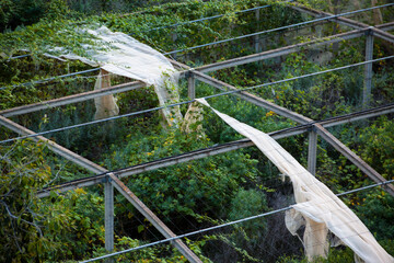 Invernadero abandonado en el Valle de Agaete en la isla de Gran Canaria, España