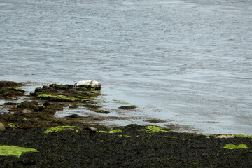 White seal on a rock on the Atlantic coast