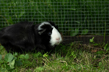 Meerschweinchen rosette tier Nager