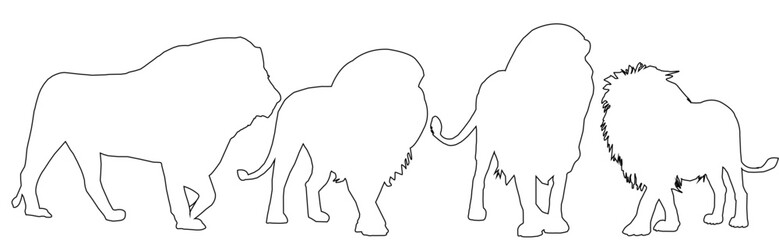 hand drawn illustration of a Lion