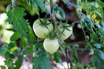 Green tomatoes growing on a branch in the garden. Close-up.