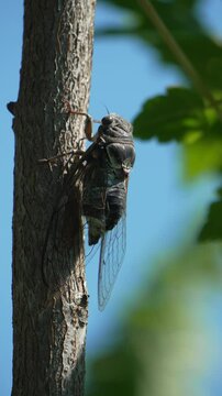 A cicada sits on a tree at summer, closeup shot. Singing loudly to call the female. Intense buzzing of cicadas. Cicada Lyristes plebejus. Vertical video