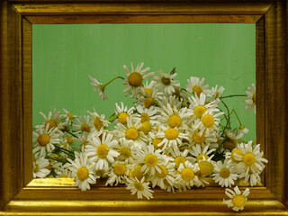 Bunch of roman chamomile flowers  placed in a wooden gilded frame on a white table against a green...