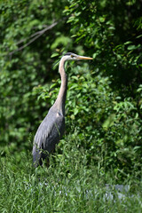 A Great Blue Heron bird sits perched in tall grass on a guard rail along a country road