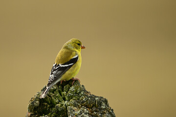 A yellow female American Goldfinch bird sits perched on a rustic agriculture fence post