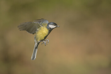 Great Tit in Flight