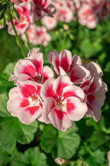 Fototapeta premium blooming red geranium flowers
