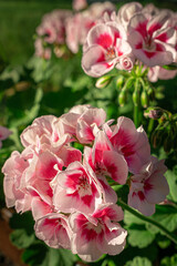 blooming red geranium flowers