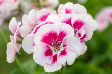 blooming red geranium flowers