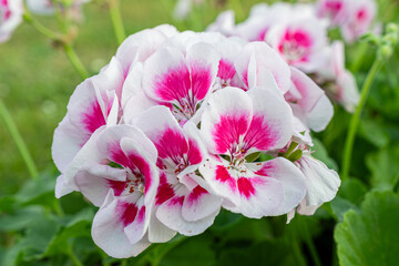 blooming red geranium flowers