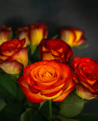 beautiful red and yellow rose flowers