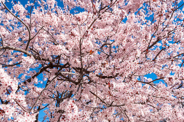 Horizontal banner with Cherry blossoms of pink color on sunny backdrop. Beautiful nature spring background with a branch of blooming sakura.