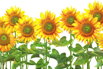 Fototapeta premium Bright and vibrant sunflowers in full bloom against a clear background, showcasing their golden petals and lush green leaves.