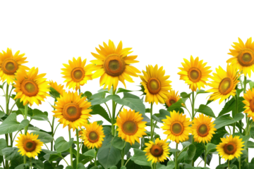 Bright yellow sunflowers blooming in a field with green leaves on a clear day, showcasing the beauty of nature and summer.