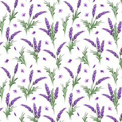 Blooming lavender on a white background.Vector seamless pattern with bouquets of blooming lavender on a white background.