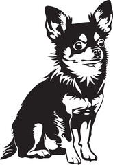 chihuahua dog portrait