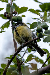 Fototapeta premium Great Tit (Parus major) - Commonly Found in Europe, Asia, and North Africa