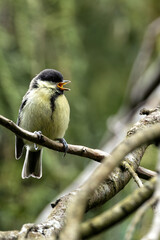 Great Tit (Parus major) - Commonly Found in Europe, Asia, and North Africa