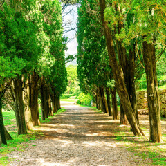 alley of shady evergreen lines trees in coniferous grove with leading road of path in center
