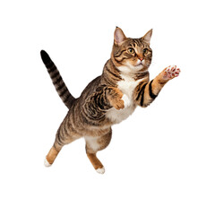 A cat is jumping in the air with its paws outstretched