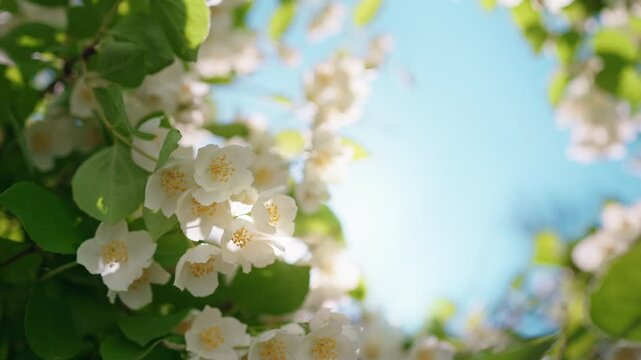 Blooming jasmine bush flowers in sunlight. Copy space with nature frame with flowers and leaves and blue sky in summer
