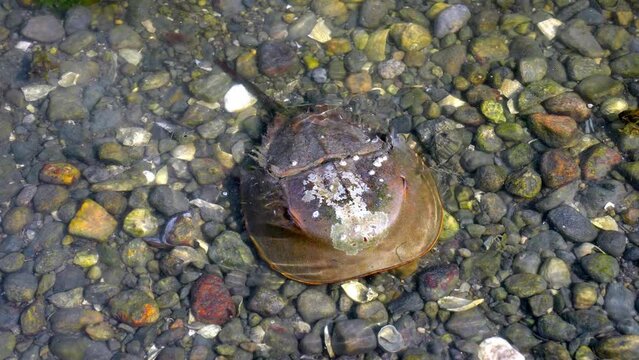 A horseshoe crab is resting on a rocky shore bed, covered by shallow water.