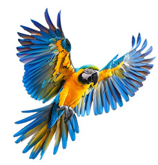 Flying macaw parrot on isolated transparent background