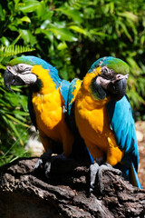 casal de araras 