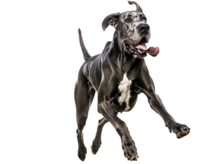 Full body shot of Great Dane dog, running happily, smiling.