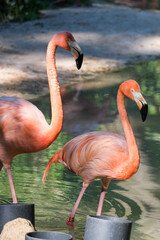 pink flamingo no zoo