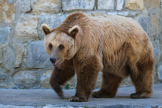 urso pardo no zoologico 