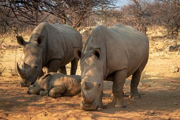 Obraz premium Wild animals. A family of white rhinos in the African savannah