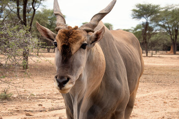 Fototapeta premium Wildlife animals. Common eland or Eland antelope in the national park, Namibia
