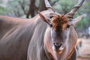 Wildlife animals. Common eland or Eland antelope in the national  park, Namibia
