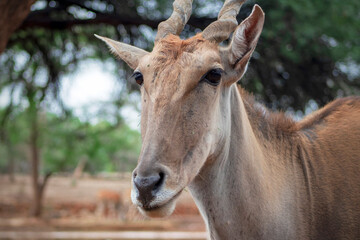 Wildlife animals. Common eland or Eland antelope in the national  park, Namibia
