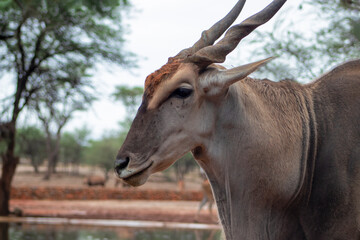 Wildlife animals. Common eland or Eland antelope in the national  park, Namibia