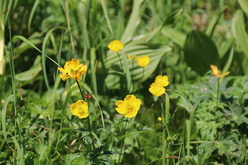夏の木曽駒ケ岳に咲く花。シナノキンバイ。