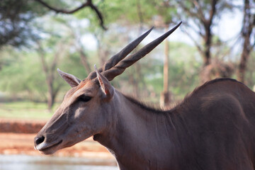 Wildlife animals. Common eland or Eland antelope in the national  park, Namibia