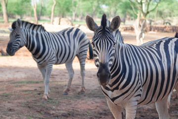 Wild African animals. Two mountain zebras on an open grass field