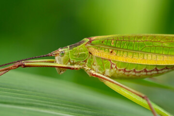 Grasshopper insect in Thailand and Southeast-Asia.