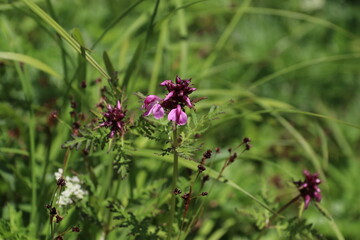 夏の木曽駒ケ岳に咲く花。ヨツバシオガマ.
