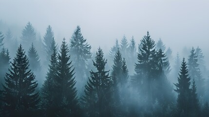 pine trees in a mystic foggy forest