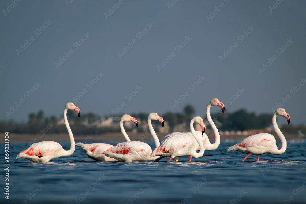 Wall mural Wild birds. Group of Greater african flamingos  walking around the blue lagoon on a sunny day