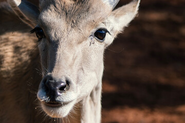 Close up of the common Eland  antelope  in the grassland on a sunny day.