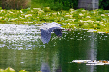 Grey Heron is flying over a pond with lily pads. The water is calm and the sky is clear