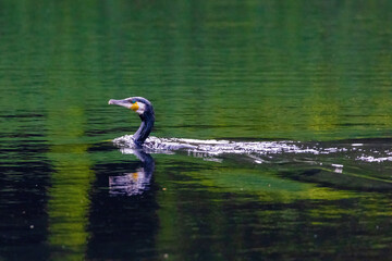 The great cormorant, Phalacrocorax carbo, known as the great black cormorant