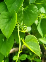  (Tinospora cordifolia), also known as Guduchi or Amrita. It is a popular, resilient medicinal plant used in Ayurvedic medicine. 